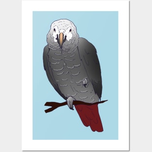 Timneh African Grey Parrot Perching on a Branch Posters and Art